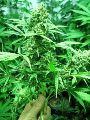 Apollo 11 Genius Pheno
