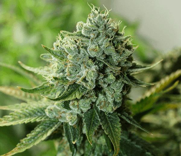 Buford OG