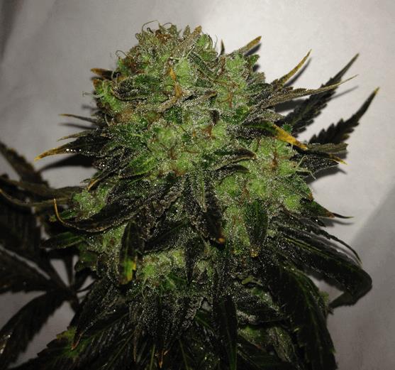 Headband (Dr.G)