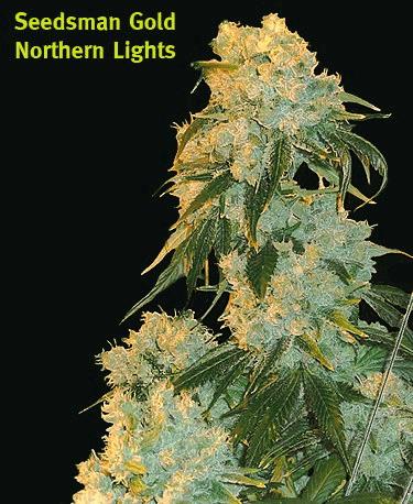 Northern Lights (SM)
