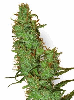 Jack Herer (WLS)