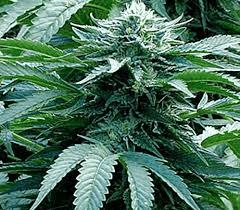Trinity Kush