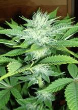 Trainwreck (hg)