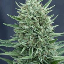 CBD Med Gom Auto