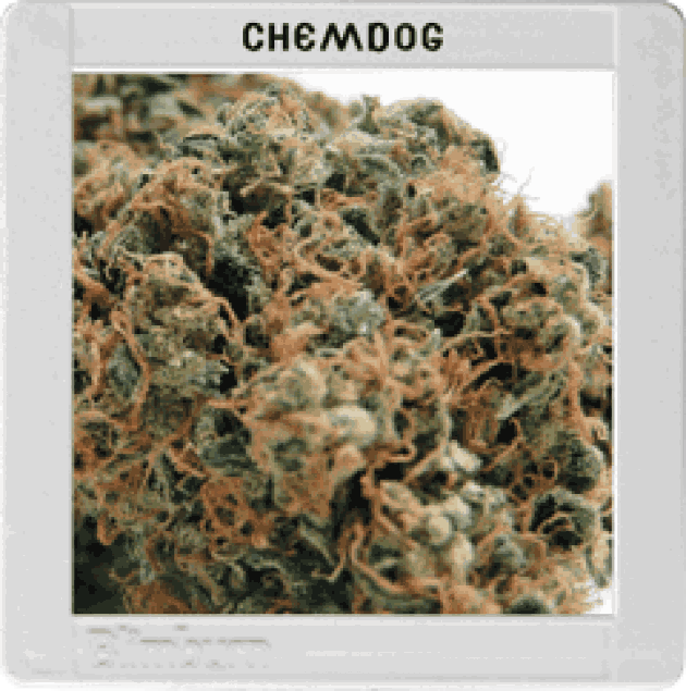 Chemdawg#4 (BBS)