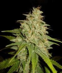 Mazar x White Rhino