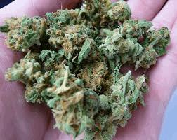 Haze x Skunk #1 (Kulu)