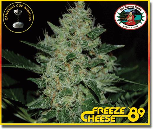 Freeze Cheese '89