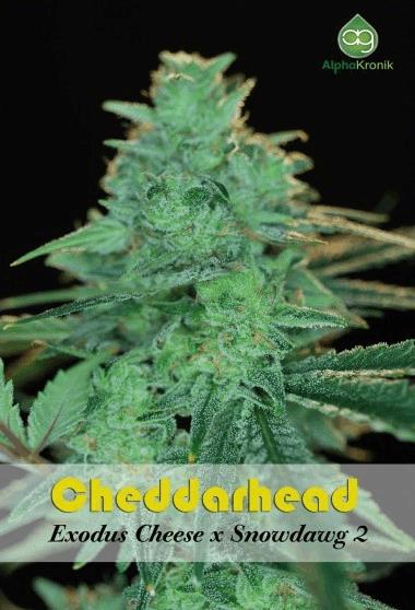 Cheddarhead