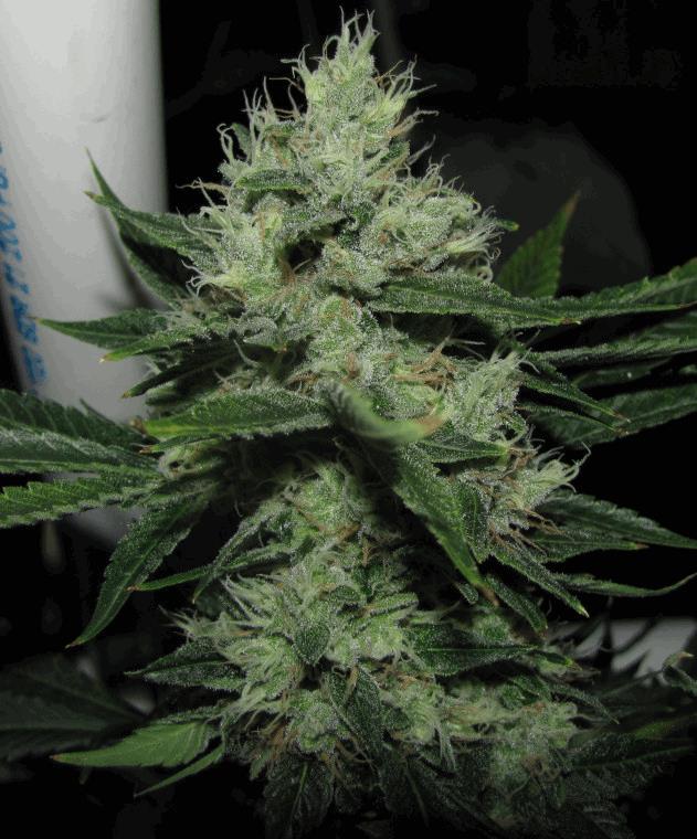 Chemdog Sour Diesel