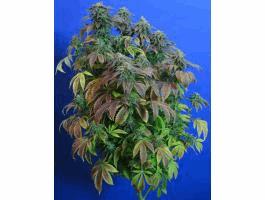 Heavy Duty Fruity (THS)