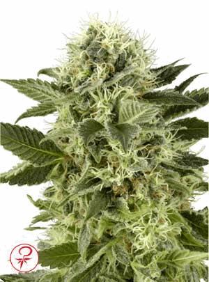 White Widow Fem (White Label)