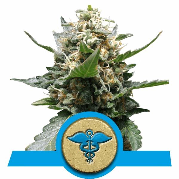 Royal Medic (RQS)