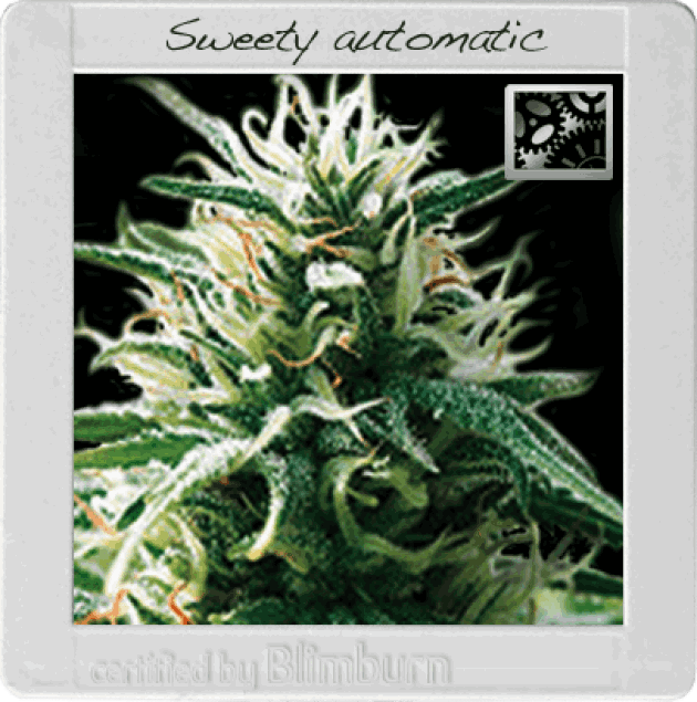 Sweety Automatic