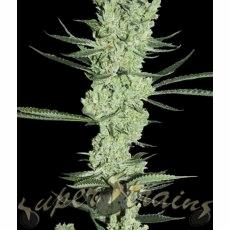 Amnesia (Super Strains)