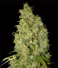 Northen Lights x Skunk