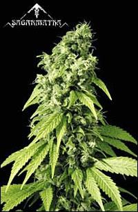 Northern Lights #9