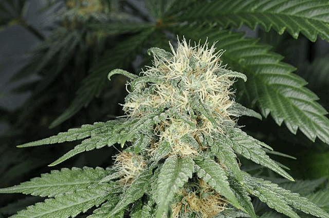 Uberkush