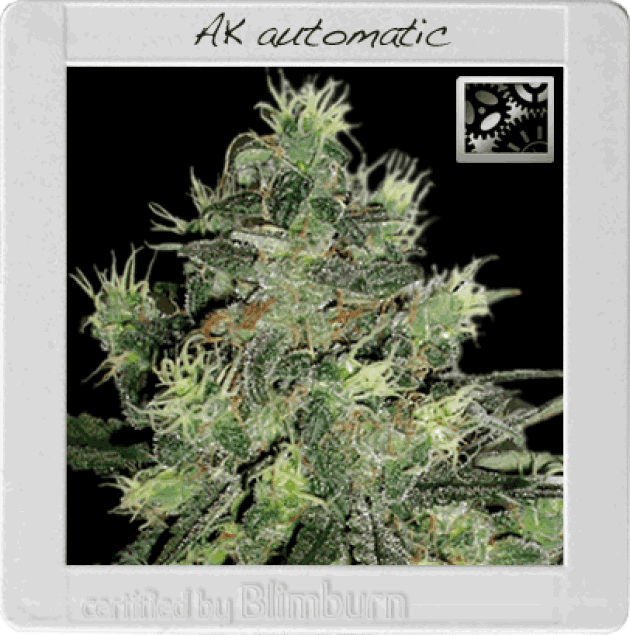 AK Auto (BBS)