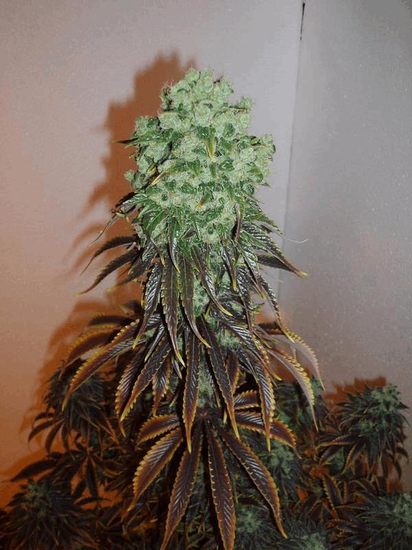 Sour Jack