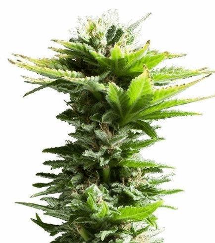 Super Silver Haze (Zativo)