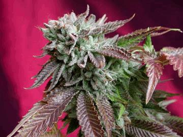 Bubba's Kush x DC