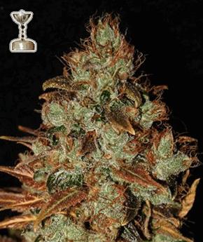 Sour Diesel (AG)