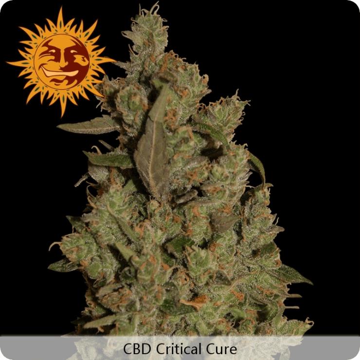 CBD Critical Cure