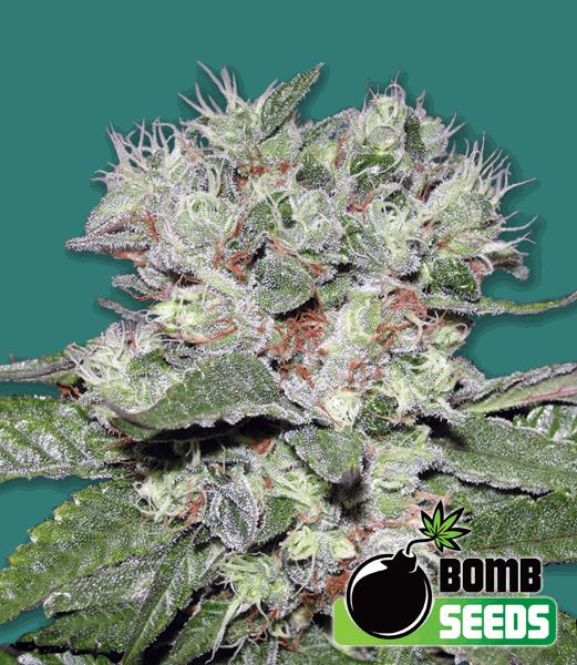 CBD Bomb