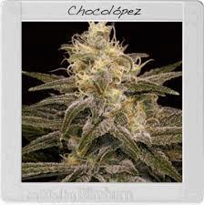 Chocolopez feminized