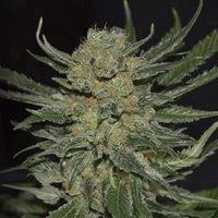 Domina (cbd s)