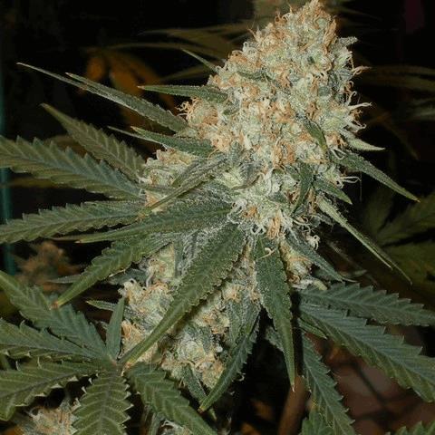 Sugar Haze (ACSB)