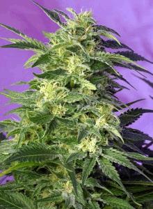 Killer Kush Auto