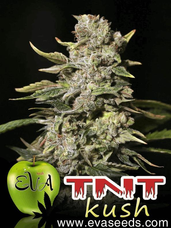 TNT Kush