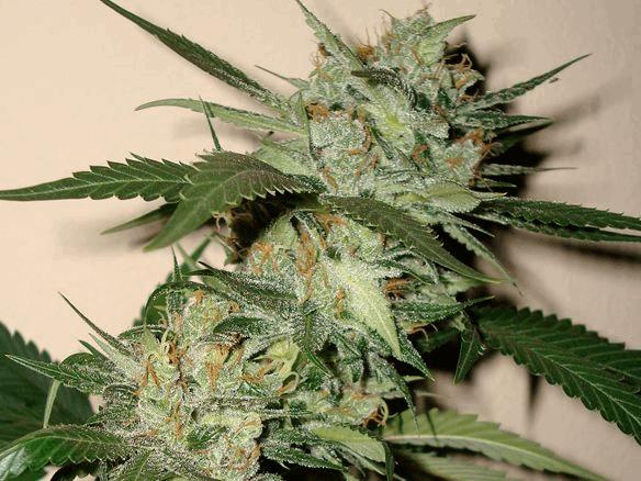 Sleestack x Skunk #1