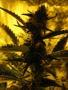 budlover