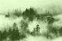 Brume_verte