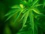 weedsidestory