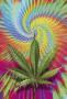 Love-Weed-666