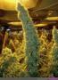 UltraBud