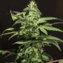 ganja-96