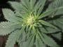 Natural Mystic