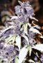 Blueberry Boy'z