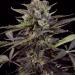 cannaweedjp