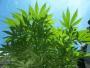 jossweed