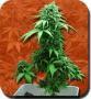 rastaseed69