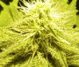 thecultivator