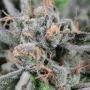 OcB Haze