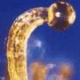le_trichome