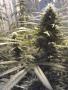 skyzyweed